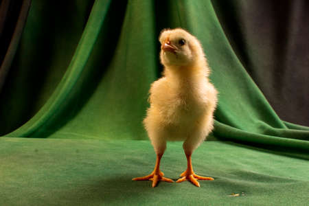 Cute chicks on a dark green backgroundの写真素材