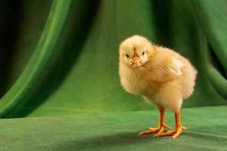 Cute chicks on a dark green background