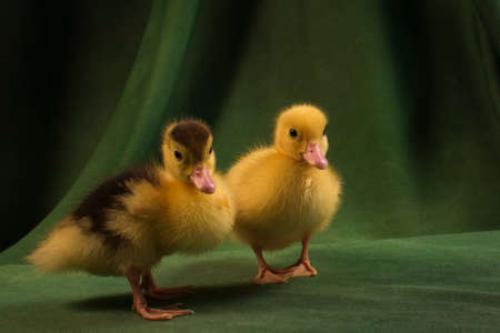 Cute ducklings on a dark green backgroundの写真素材