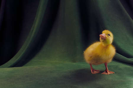 Cute ducklings on a dark green backgroundの写真素材