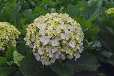 Hydrangea serrata flowers