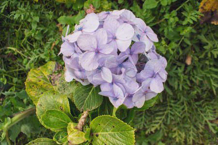 Hydrangea serrata flowers