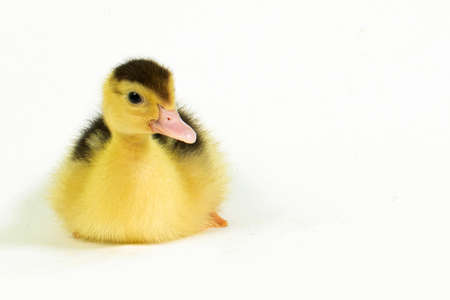 A newborn baby chick on white background.の写真素材