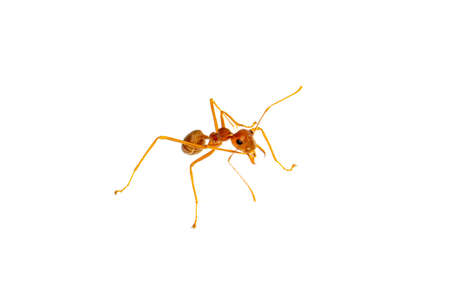 Ant isolated on white.Formica rufaの写真素材