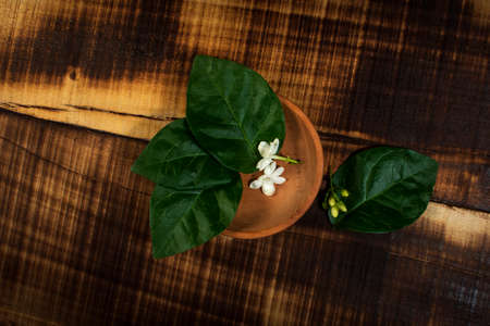 Jasmine Flower Dark Green Backgroundの写真素材