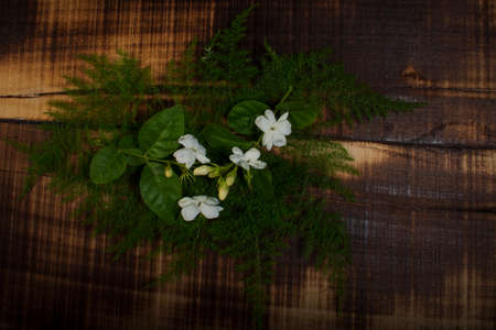 Jasmine Flower Dark Green Backgroundの写真素材