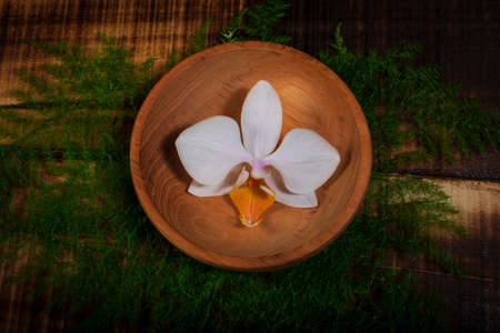 Jasmine Flower Dark Green Backgroundの写真素材