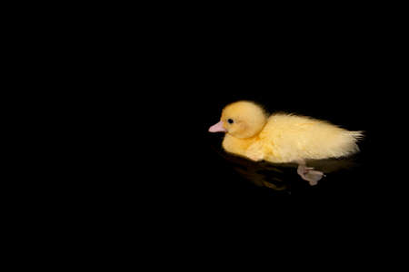Cute yellow duckling swimming on black backgroundの写真素材