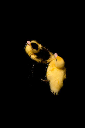 Cute yellow duckling swimming on black backgroundの写真素材