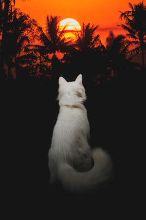 Cute white cat on black backgroundの写真素材