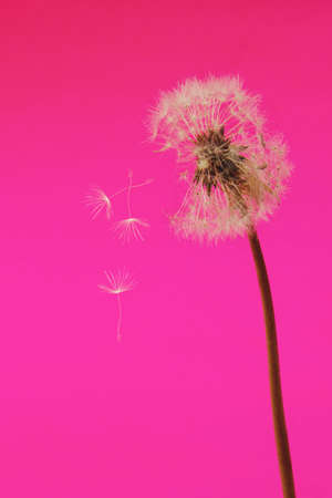 Dandelion flower background. Seed macro closeup. Soft focus. Vintage styleの写真素材