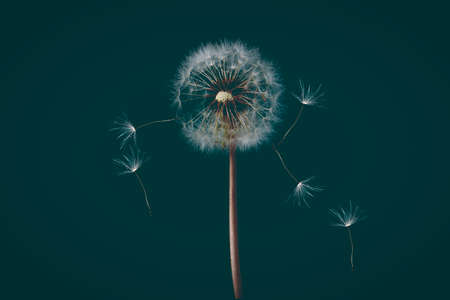 Dandelion flower background. Seed macro closeup. Soft focus. Vintage styleの写真素材