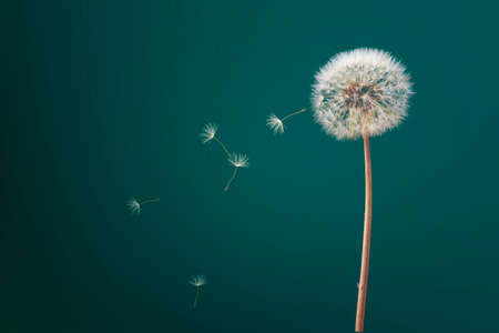 Dandelion flower background. Seed macro closeup. Soft focus. Vintage styleの写真素材