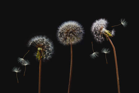 Dandelion flower background. Seed macro closeup. Soft focus. Vintage styleの写真素材