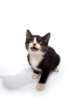 Cute cat on white backgroundの写真素材