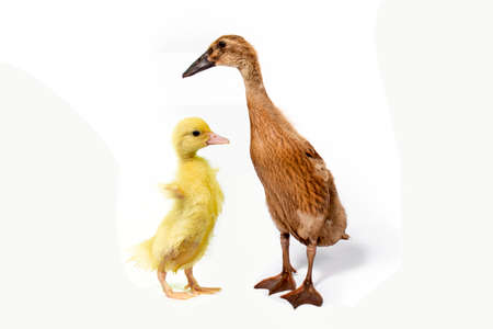 Cute duck on white backgroundの写真素材