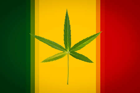 Green cannabis leaves isolated on Color green, yellow red. Growing medical marijuanaの写真素材