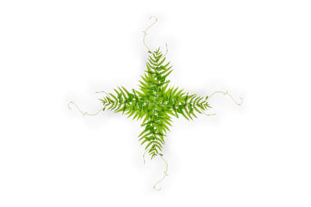 Green leaf background abstract of natureの写真素材