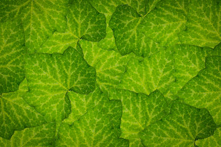 Green leaf background abstract of nature