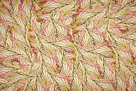 Background of Green Leaf cell structure - macro shot, natural textureの写真素材