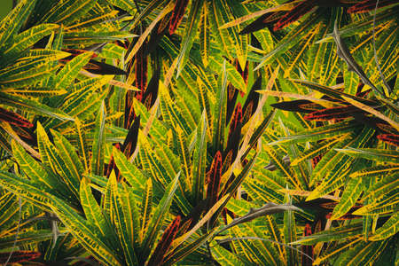 Background of Green Leaf cell structure - macro shot, natural textureの写真素材