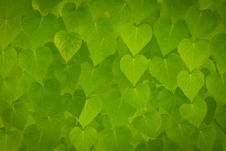 Background of Green Leaf cell structure - macro shot, natural texture