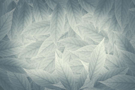 Green tropical leaves background advertising banner with copy space.の写真素材