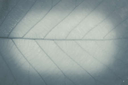 Green tropical leaves background advertising banner with copy space.の写真素材