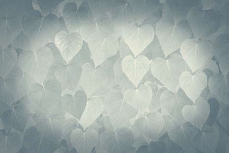 Green tropical leaves background advertising banner with copy space.