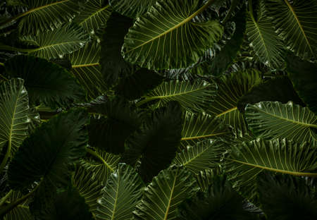 Heart shaped green leaves of Elephant Ear or Giant Taro (Alocasia species), tropical rainforest...