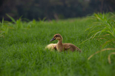 Yellow duckling by the river