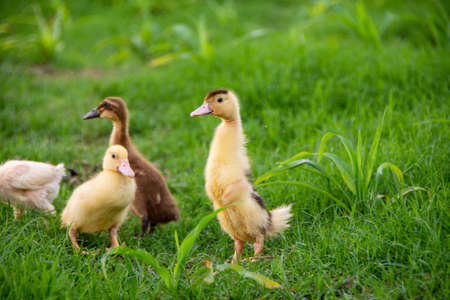 Yellow duckling by the river