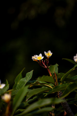 Plumeria flowers blooming in the garden on the tree.の写真素材