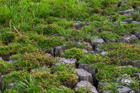 Rice seedlings growing on the ground with green grass in the background