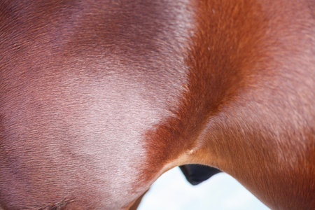 Closeup of a horse's back, part of a horse's bodyの写真素材