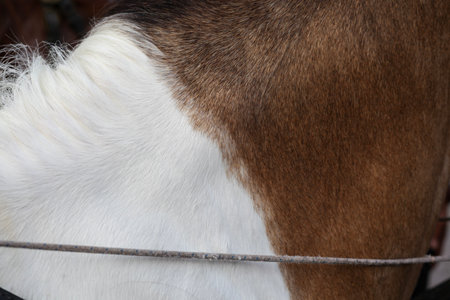 Close up of horse's tail, detail of a horse's tail