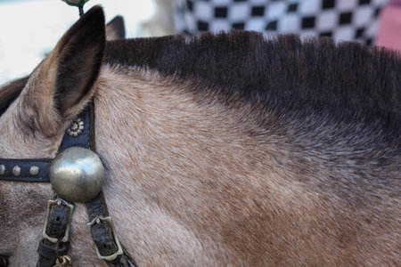Close up of a horse's head with a leather saddle and a metal wheel