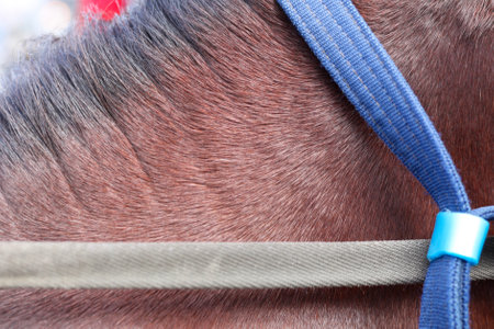 Close up of a horse's tail with a blue bridle.