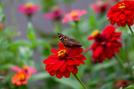 Butterfly on red zinnia flower in the garden.