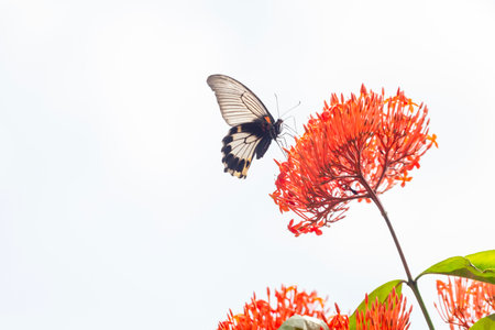 Butterfly on Ixora flower in garden, Thailand.の写真素材