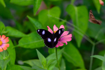 Butterfly on a pink flower in the garden with green backgroundの写真素材