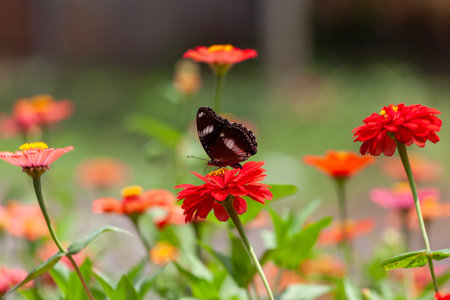 Butterfly on red flower,butterfly on red flowerの写真素材