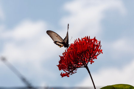Butterfly on Red Ixora flower with cloudy sky backgroundの写真素材