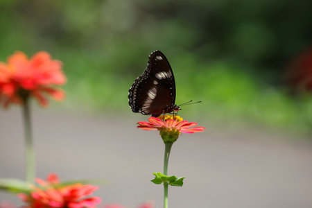 Butterfly on Zinnia flower in garden, Thailand.の写真素材