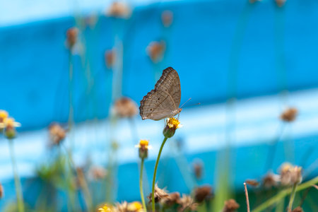 butterfly on flower in the garden with blue sky background.の写真素材