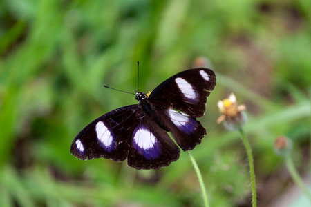 Butterfly on a flower in the meadow, Thailand.