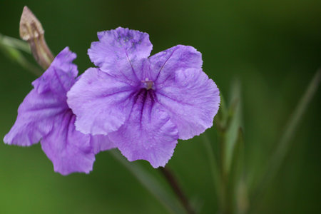 purple flower with green background,Ruellia tuberosa