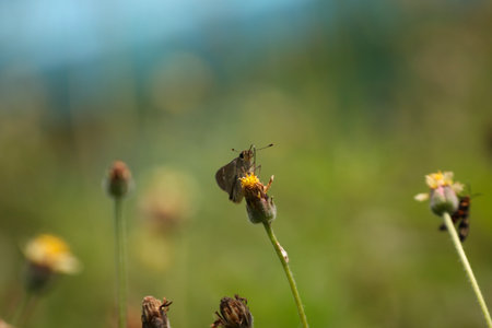 Butterfly on a flower in a meadow in summer.