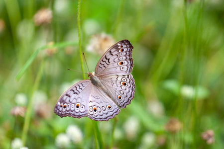 butterfly sitting on a flower in a meadow in summer