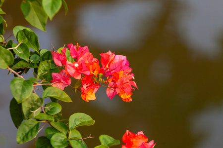 Bougainvillea flower in garden, Thailand. (Selective focus)の写真素材